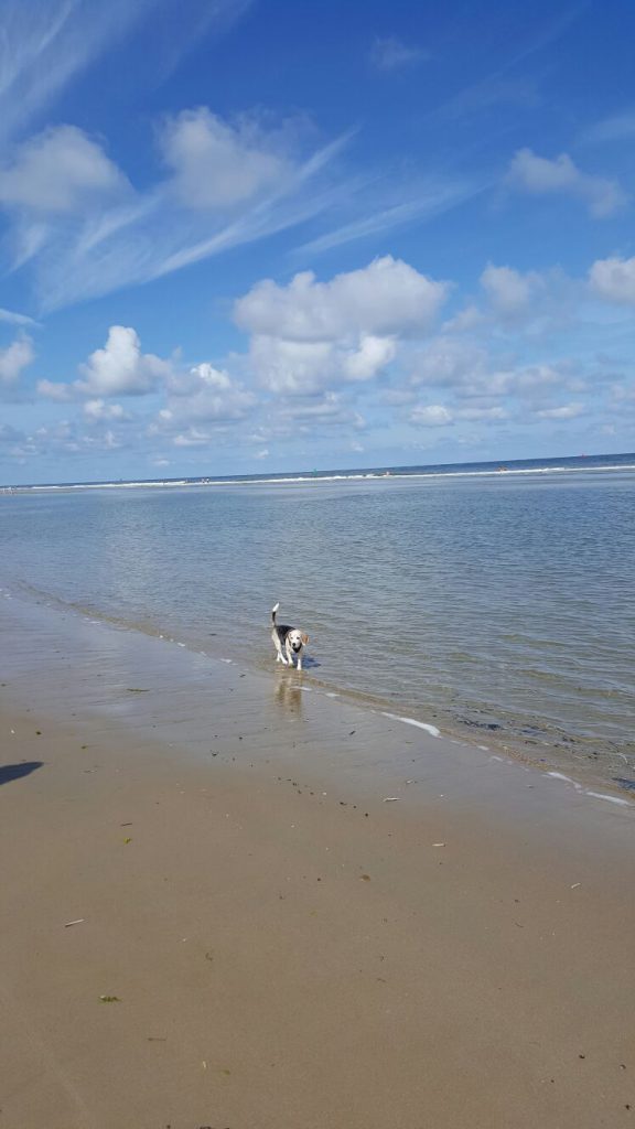 Shailo loopt lekker langs zee